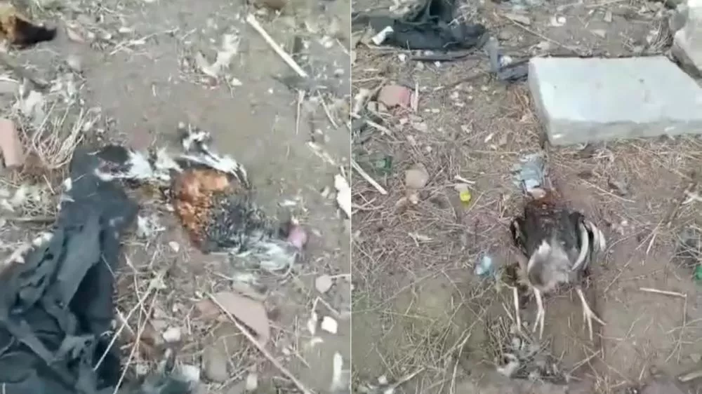 Pequeno produtor relata prejuízo com morte de mais de 50 aves após cães invadirem chácara, em Patos