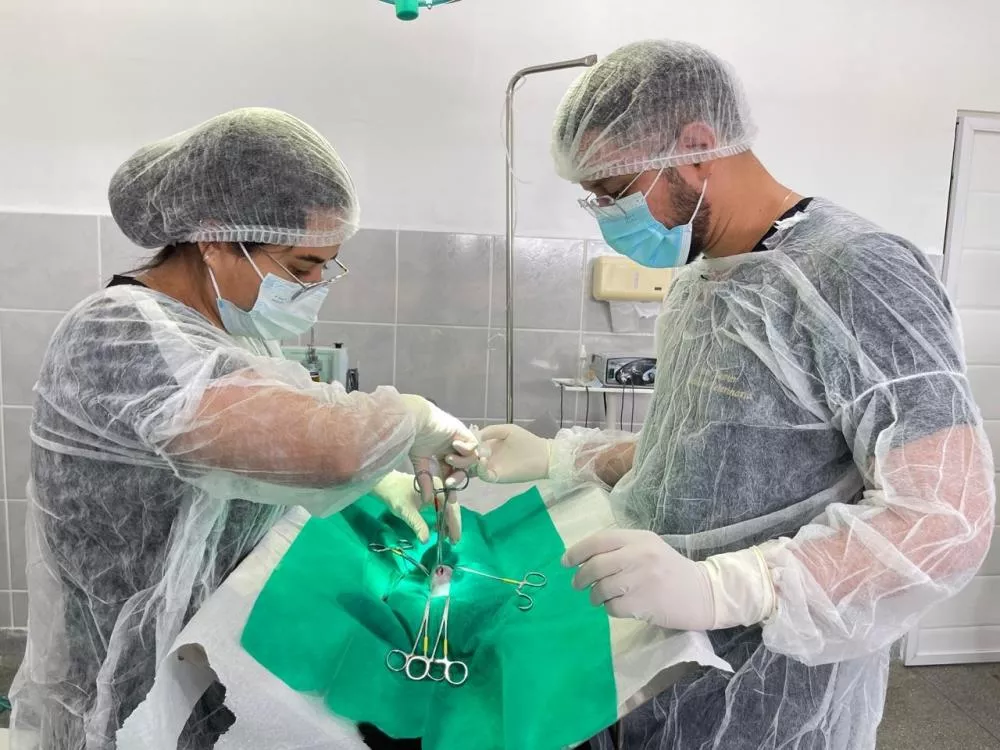 Mutirão de castração de felinos realiza mais de 30 procedimentos no Abrigo Municipal de Patos