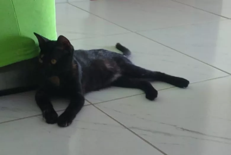 Homem busca adoção responsável para gatinha de estimação em Patos-PB