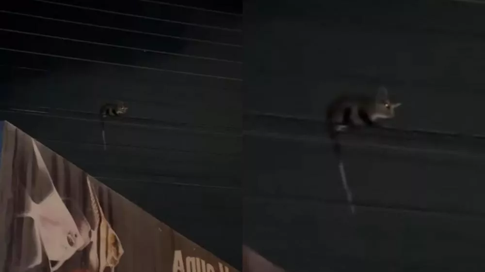 Foto: Reprodução/Patos Online