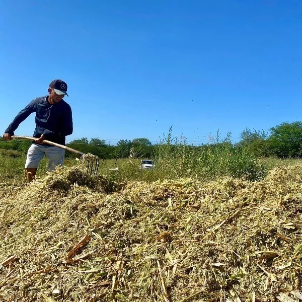 Entrega de boletos do Garantia Safra 2024/2025 inicia na próxima terça-feira, 14