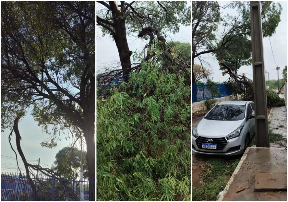 Craibeira tem galhos arrancados pelo vento no setor leste de Patos e preocupa moradores