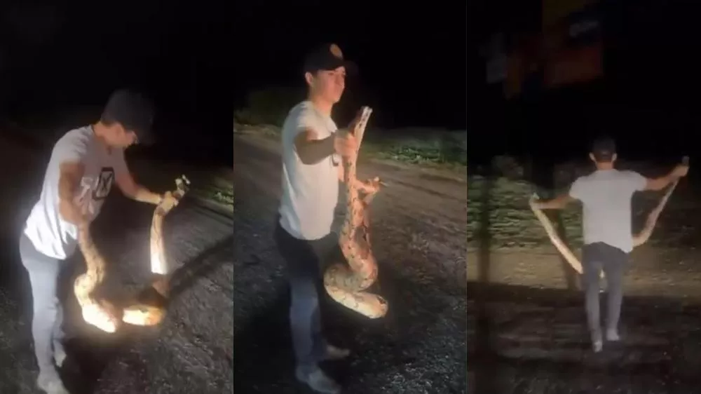 Em Patos: Médico veterinário resgata cobra jiboia que estava no meio da via, próximo à UFCG, no bairro Mutirão