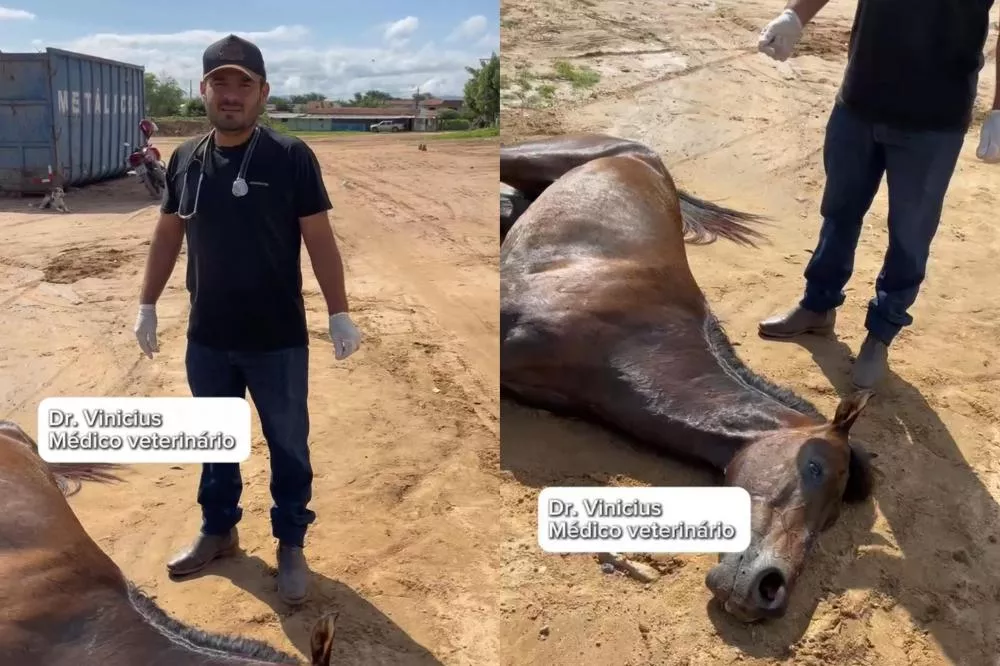 Cavalo doente recebe atendimento de veterinário no bairro do Jatobá, em Patos-PB, e profissional tenta localizar dono