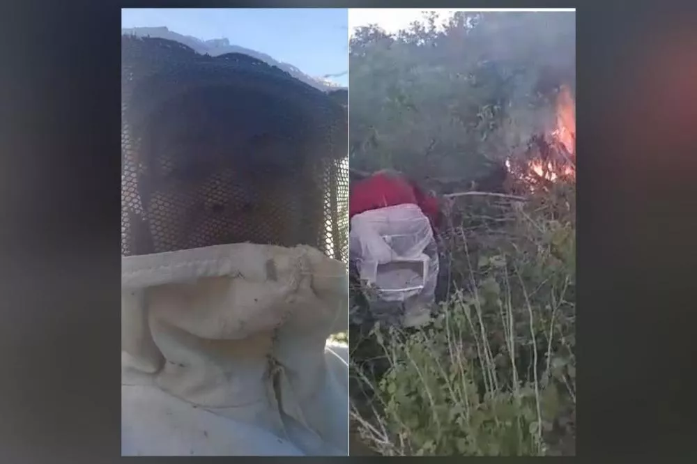 Em ato de revolta, casal destrói enxame de abelhas responsável por ataque ao ex-prefeito Netto Gomes, em São José de Espinharas