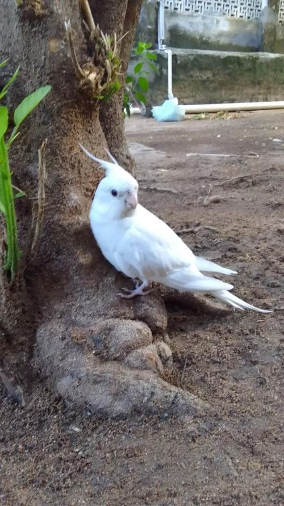 Família busca calopsita desaparecida em Patos e faz apelo por informações