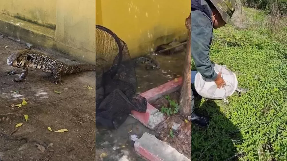 Polícia Ambiental captura lagarto Teiú em residencial de Patos e devolve ao habitat natural; veja vídeo