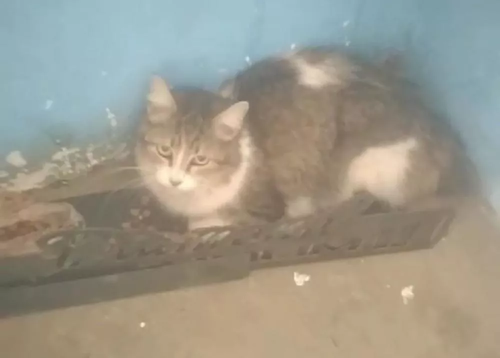 Homem pede ajuda para gato atropelado que está com dificuldades de locomoção, no bairro Jardim Queiroz