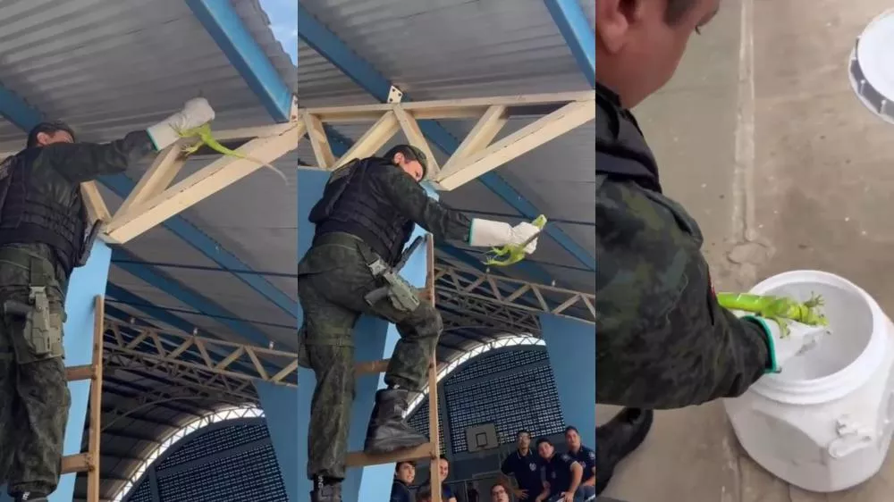 Polícia Ambiental captura iguana em escola cívico-militar de Patos
