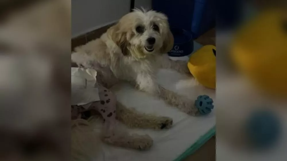 Decisão inédita coloca cachorro como autor de processo na Justiça paraibana