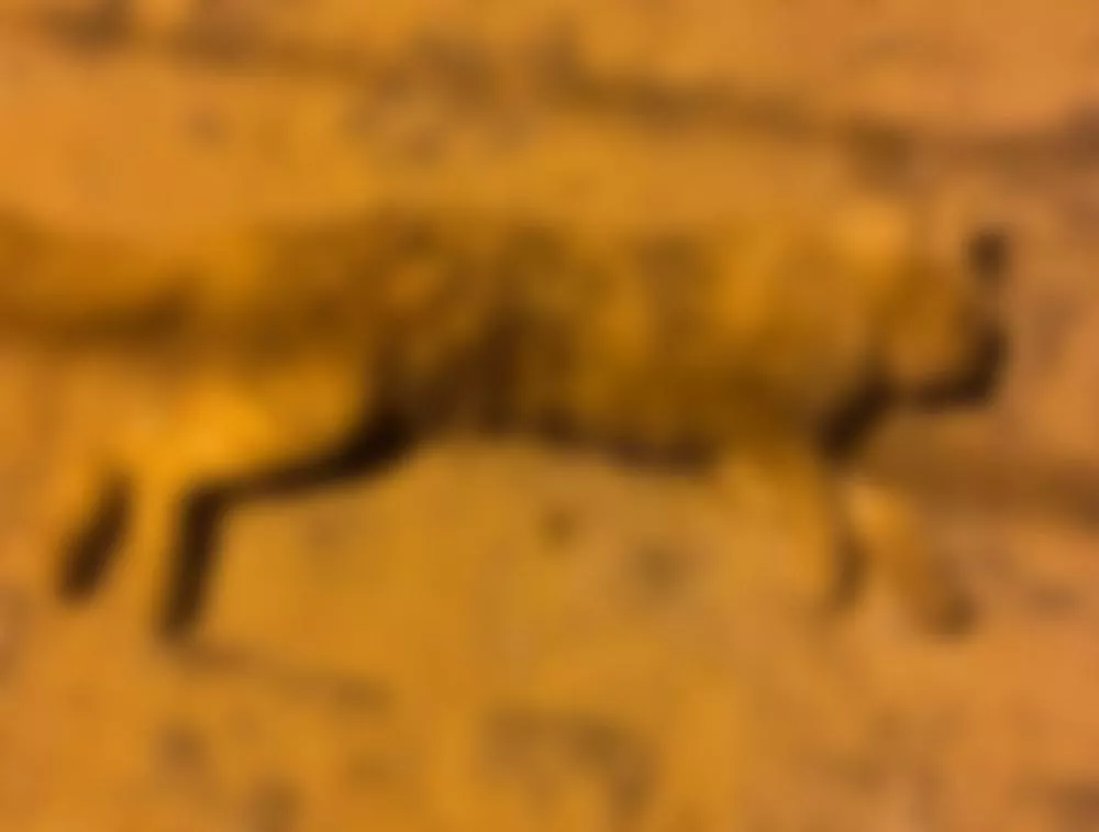 Gato é morto por cães no bairro Santo Antônio, em Patos-PB, e morador cobra políticas públicas no combate aos problemas da causa animal