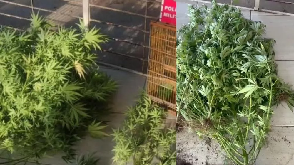 Homem é preso em flagrante por tráfico de drogas em Princesa Isabel; Polícia encontra pés de maconha no quintal