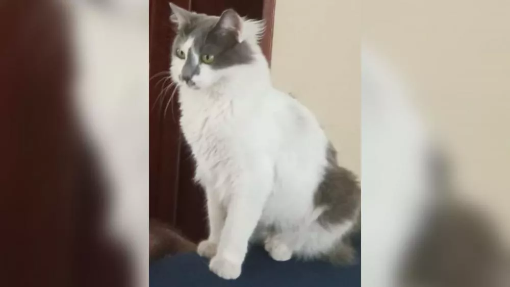 Advogada busca por gato desaparecido há mais de 10 dias em Patos