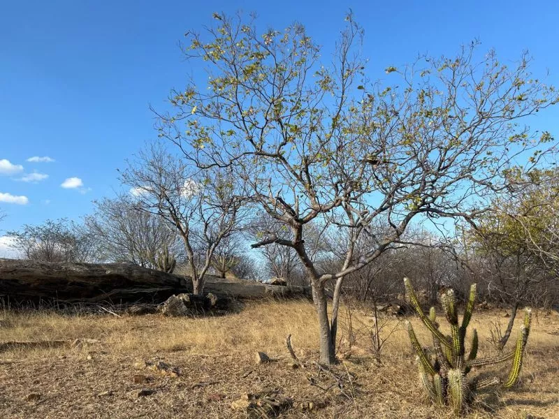 Governo Federal reconhece estado de emergência em São José de Espinharas devido à estiagem