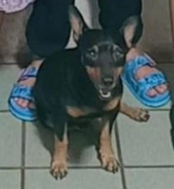 Família busca por cachorro desaparecido no bairro Maternidade, em Patos