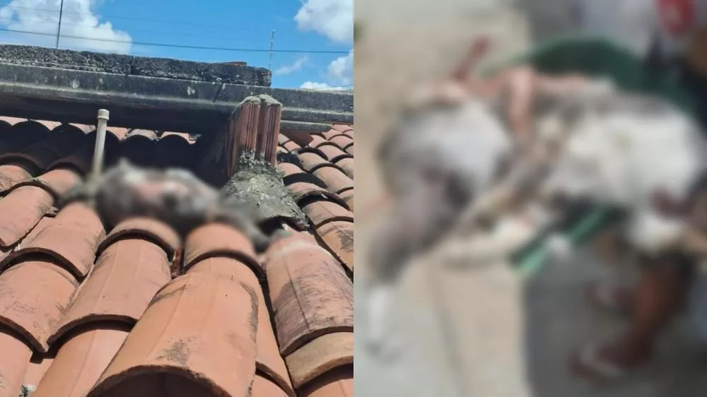 Casos de envenenamento de gatos preocupam moradores no bairro do Morro, em Patos