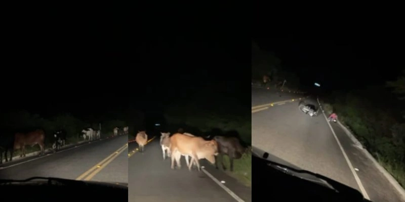 Três acidentes seguidos são registrados entre Boa Ventura e Itaporanga, devido à presença de gado solto na pista