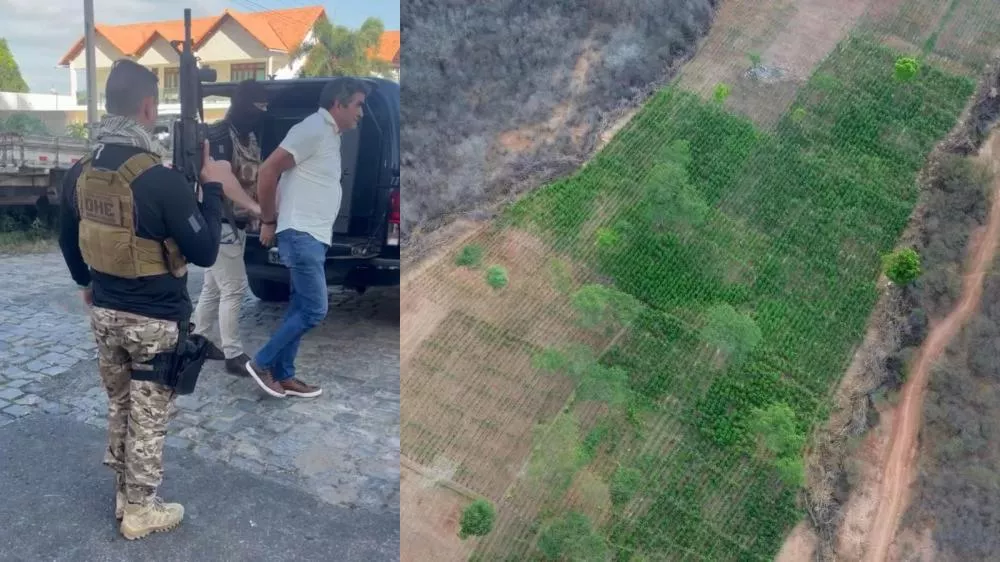 Dinheiro público financiava plantio de maconha em fazenda de ex-prefeito de Vista Serrana, diz delegado