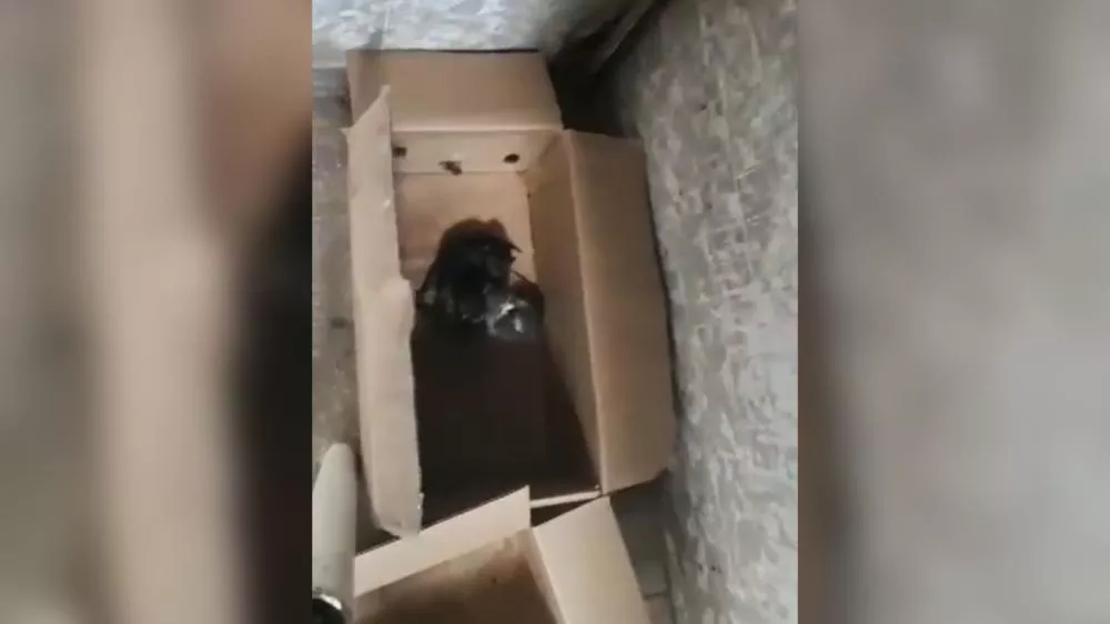 Internauta busca ajuda para filhotes de gato abandonados no Mercado da Carne em Patos