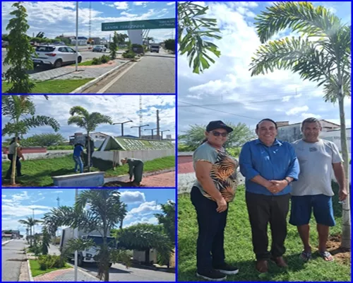 Prefeitura de Santa Terezinha faz o plantio de palmeiras pompéia e árvores mastro no Centro da Cidade