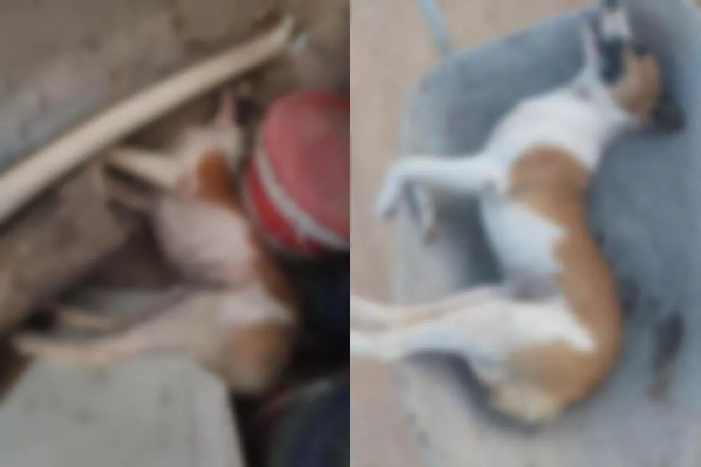 Crueldade na zona rural de Patos: cães são envenenados na Barragem da Farinha