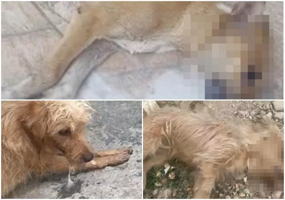 Vereador Rafael Policial emite nota de repúdio, em nome da ONG Adota Patos, contra maus-tratos a animais de rua em Patos