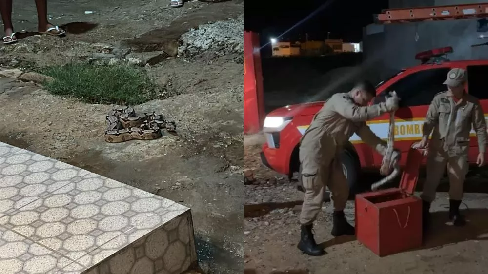 Cobra jiboia é capturada na Rua José Germano, no Jatobá, em Patos; moradores reclamam de matagal em terreno