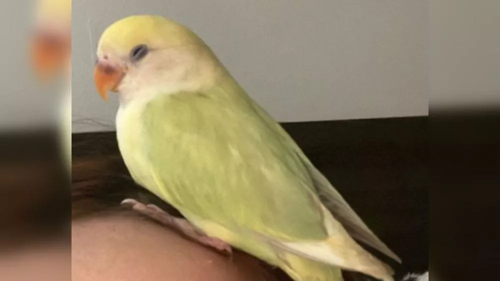 Pássaro foge de casa no bairro Belo Horizonte, em Patos, e família oferece recompensa para quem encontrar