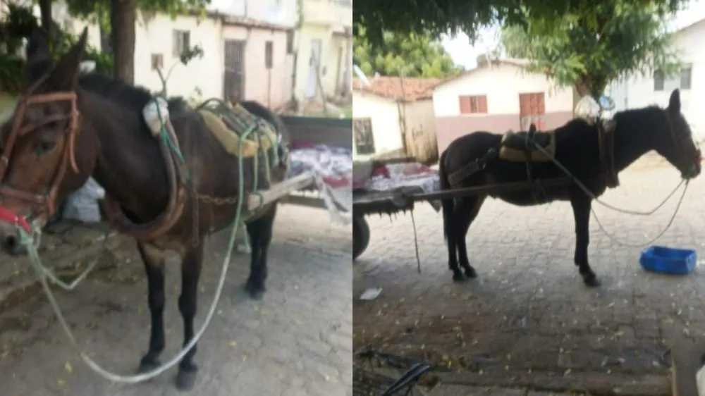 Após perder burro com tiro na cabeça, “Maria da Carroça” recebe apoio da população e volta a trabalhar em Patos