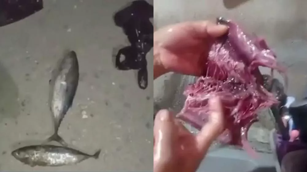 Moradores têm intoxicação alimentar após consumo de peixe distribuído pela prefeitura de Pilar, na Paraíba