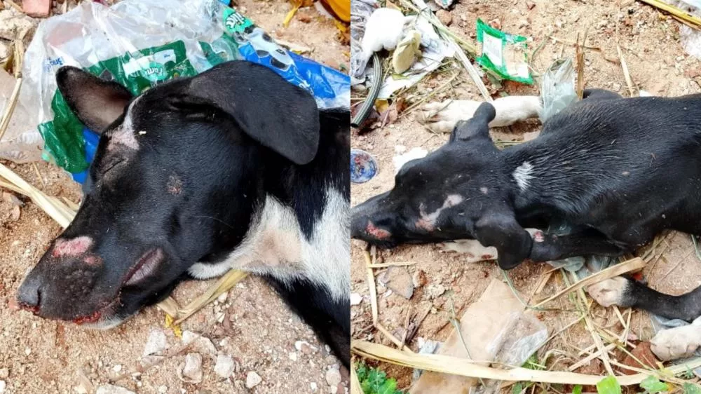 Populares pedem ajuda para cachorro de rua atropelado que está embaixo da ponte do Juá Doce