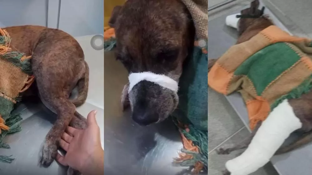 Campanha solidária busca ajuda para cadelinha atropelada no bairro Belo Horizonte, em Patos