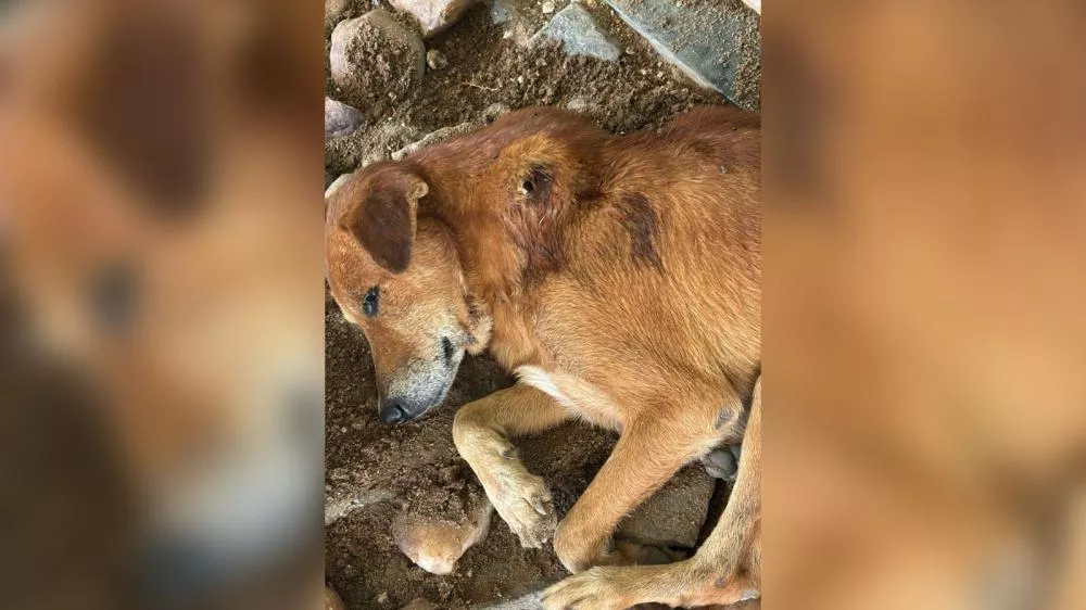 Internauta pede ajuda para cachorro ferido encontrado em situação crítica no estacionamento do Hiper Queiroz, em Patos