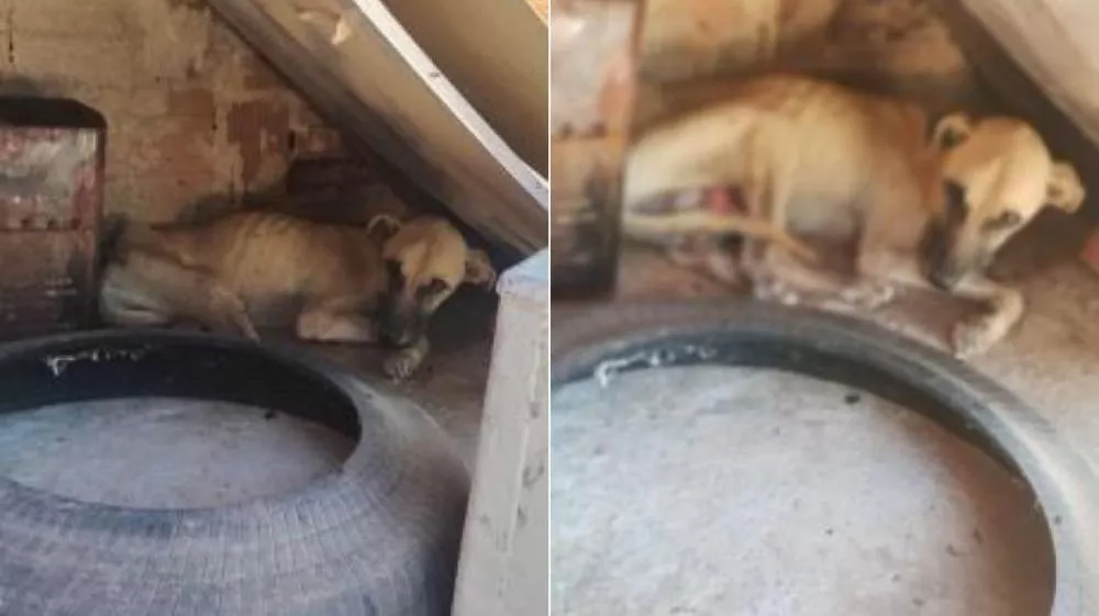 Morador busca ajuda para cachorro em estado grave com ferida infestada por larvas no bairro Vila Mariana, em Patos