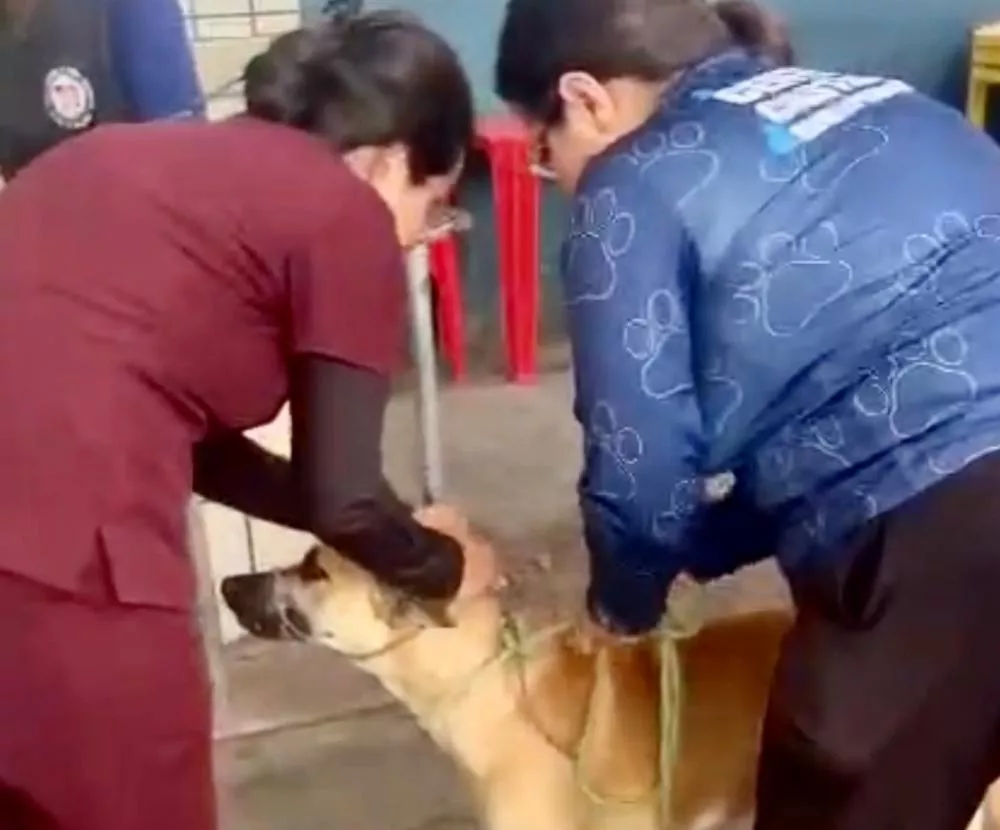 Prefeitura de Patos intensifica castração de cães machos para reduzir ataques e promover bem-estar animal