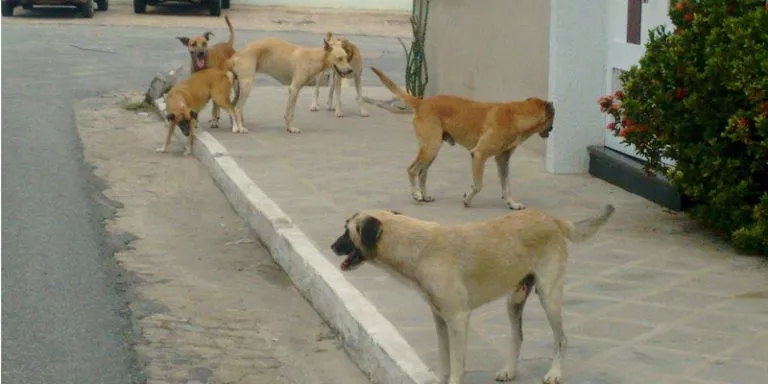 Situação dos animais de rua volta a ser debatida na Câmara Municipal de Patos
