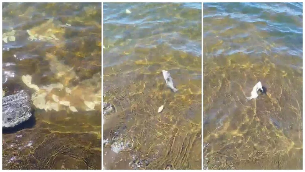 Moradores denunciam descarte de carcaças de peixes no Açude Jatobá, e presidente da Colônia de Pescadores de Patos se pronuncia