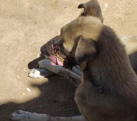 Cachorro é espancado e agoniza há dias sem atendimento no bairro Mutirão, em Patos