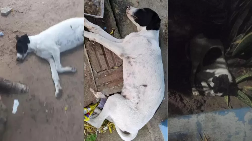 Cachorro abandonado agoniza e morre sem receber socorro na Praça Nossa Senhora de Fátima, em Patos