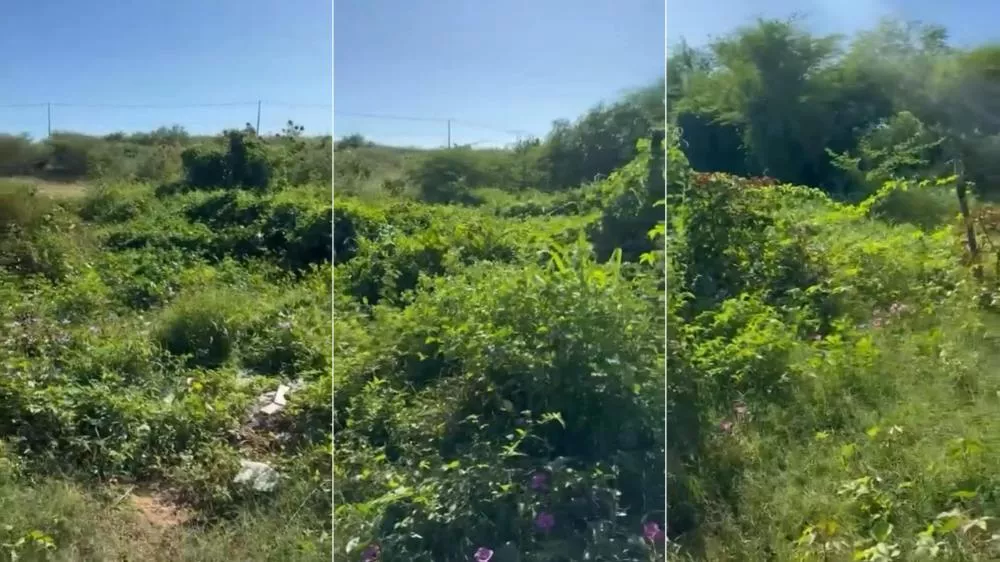 Moradora do Jardim Europa cobra limpeza de terreno baldio tomado pelo mato e lixo em Patos