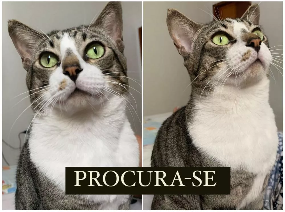 Família procura por gato desaparecido no bairro Novo Horizonte, em Patos