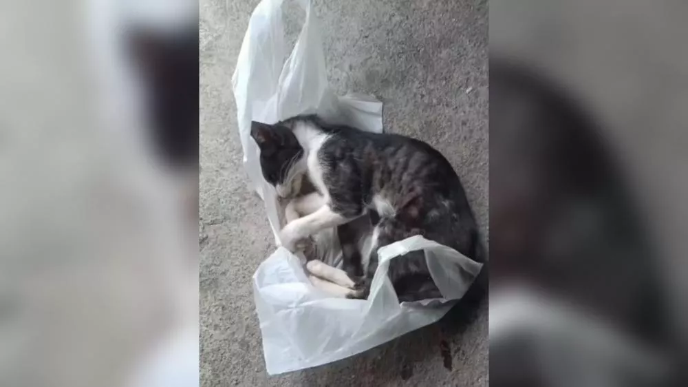 Internauta denuncia envenenamento de gatos no bairro Santo Antônio, em Patos