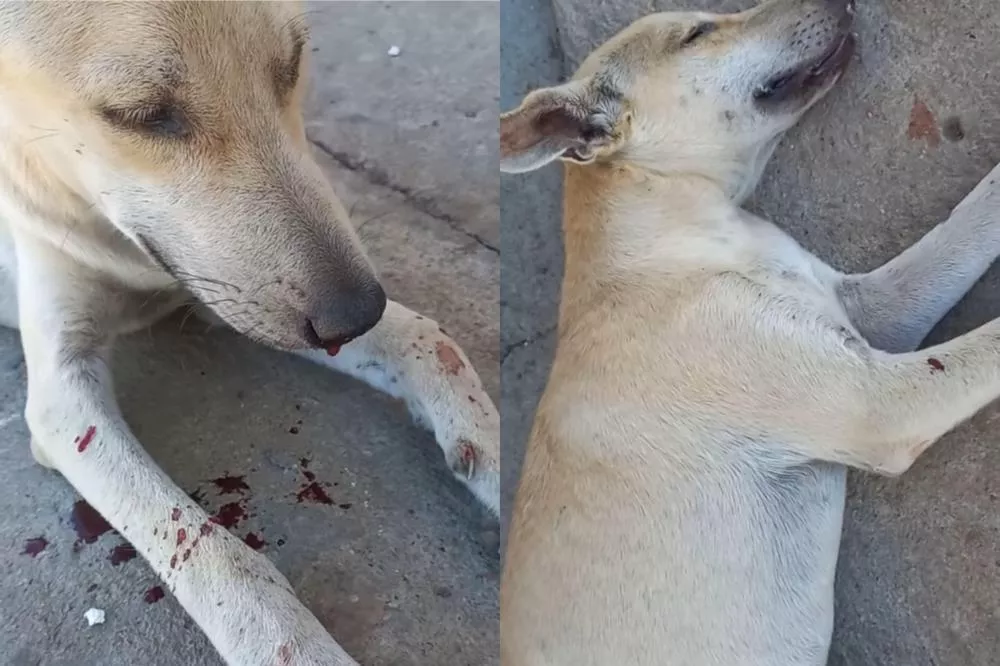 Cachorro de rua é envenenado no Conjunto Itatiunga, em Patos; moradora denuncia maus-tratos e pede providências