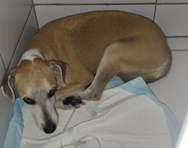 Jovem de Patos pede ajuda para custear tratamento de cadelinha diagnosticada com calazar