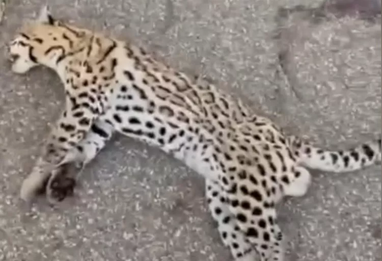 Jaguatirica é encontrada morta às margens da PB-393 entre Cajazeiras e São João do Rio do Peixe