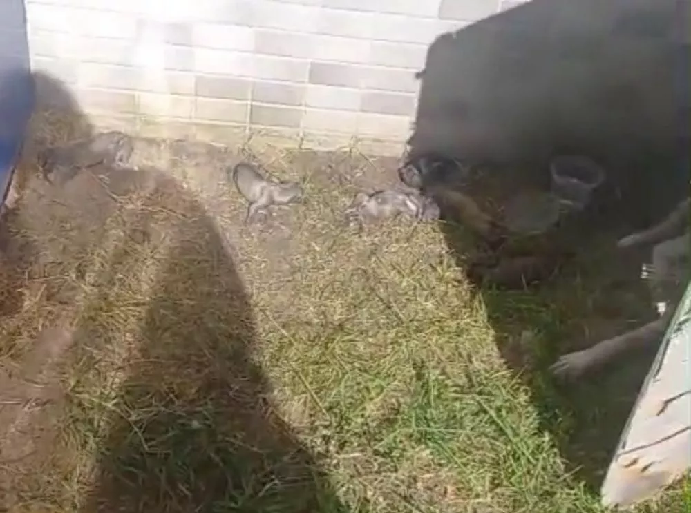 Cachorra dá cria dentro do Senac em Patos, e filhotes começam a morrer; funcionários pedem ajuda urgente