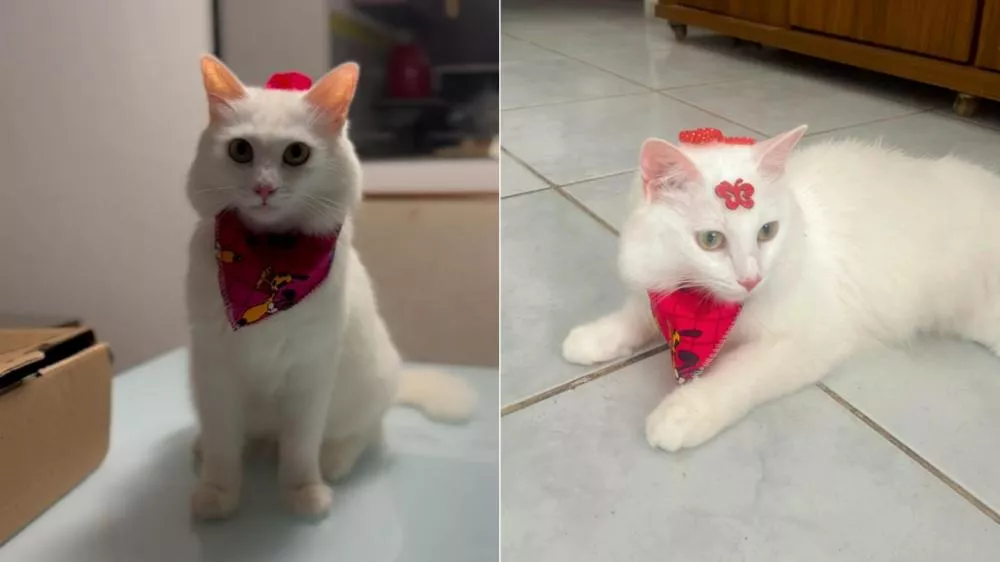 Moradora de Patos busca por gatinha desaparecida no bairro Monte Castelo