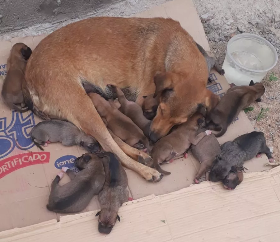 Moradora do bairro Santa Clara, em Patos, faz apelo por ajuda para cães abandonados e pede castração e adoção dos filhotes