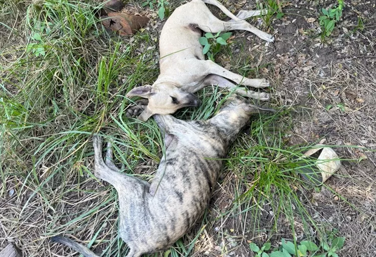 Crueldade: cães são mortos por envenenamento em Aparecida e moradores cobram justiça