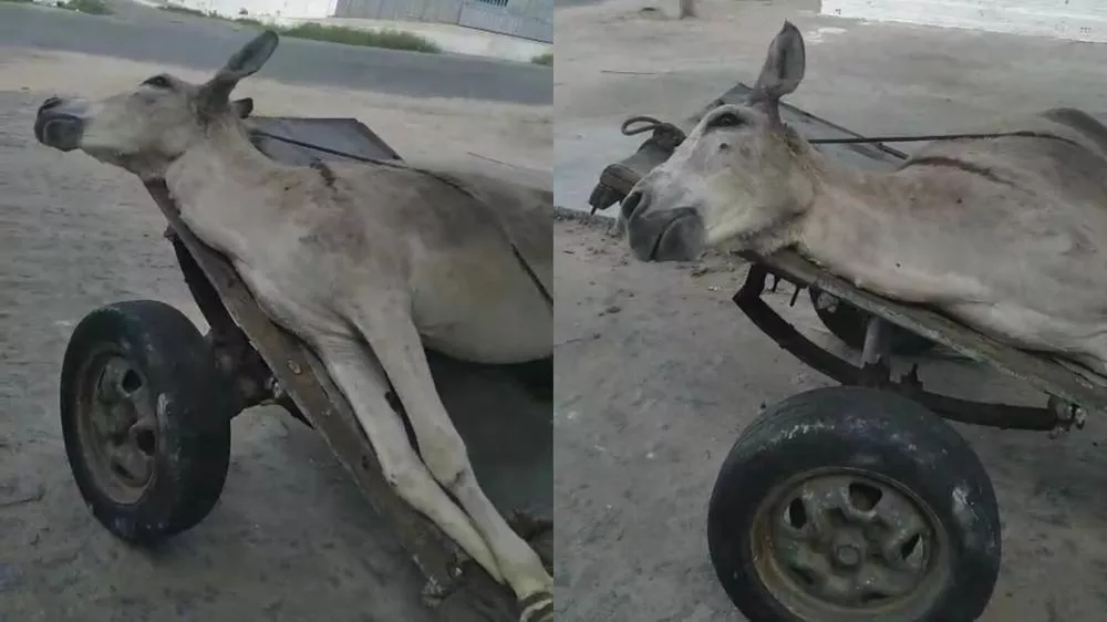Jumento amarrado a carroça estava doente e debilitado, e dono tentava levá-lo ao hospital veterinário em resgate improvisado, diz PM